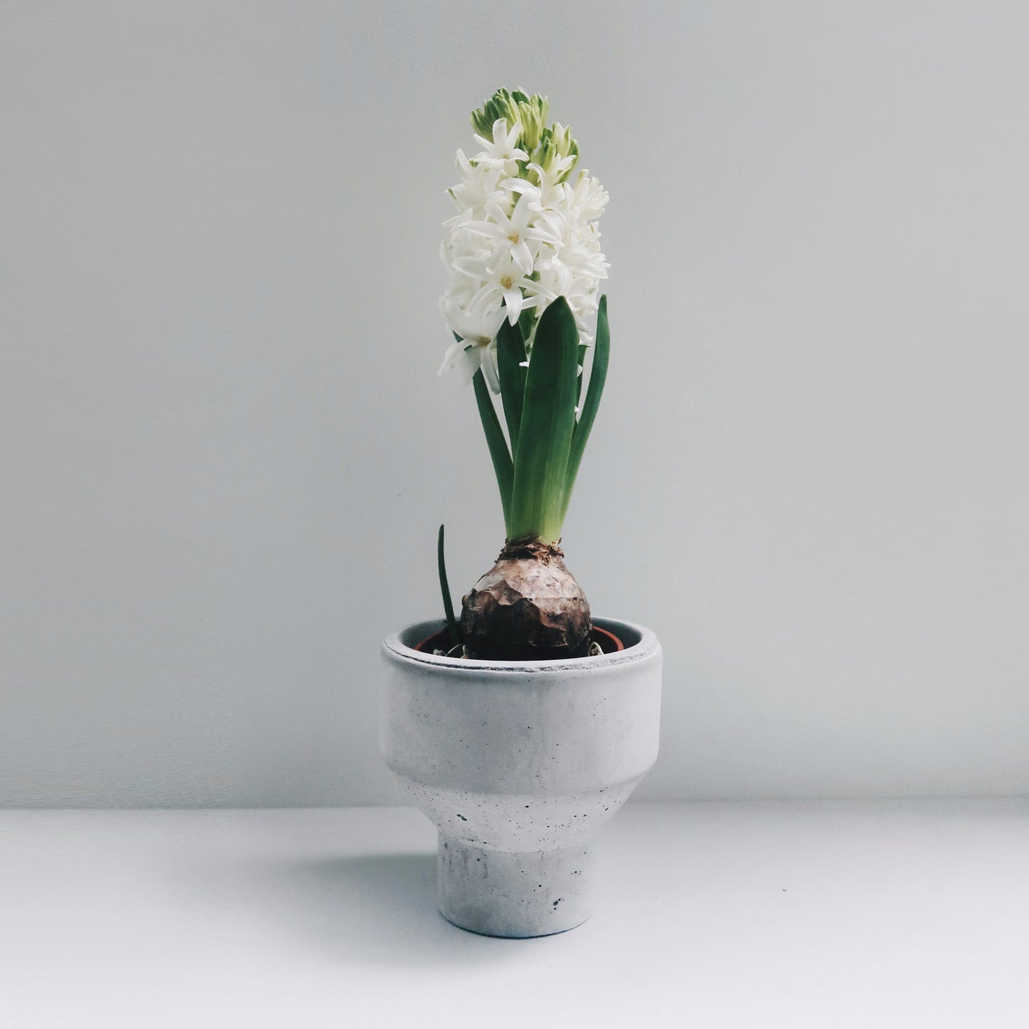 PURE 清水泥|簡約寬口腰身水泥盆器・花盆・花器