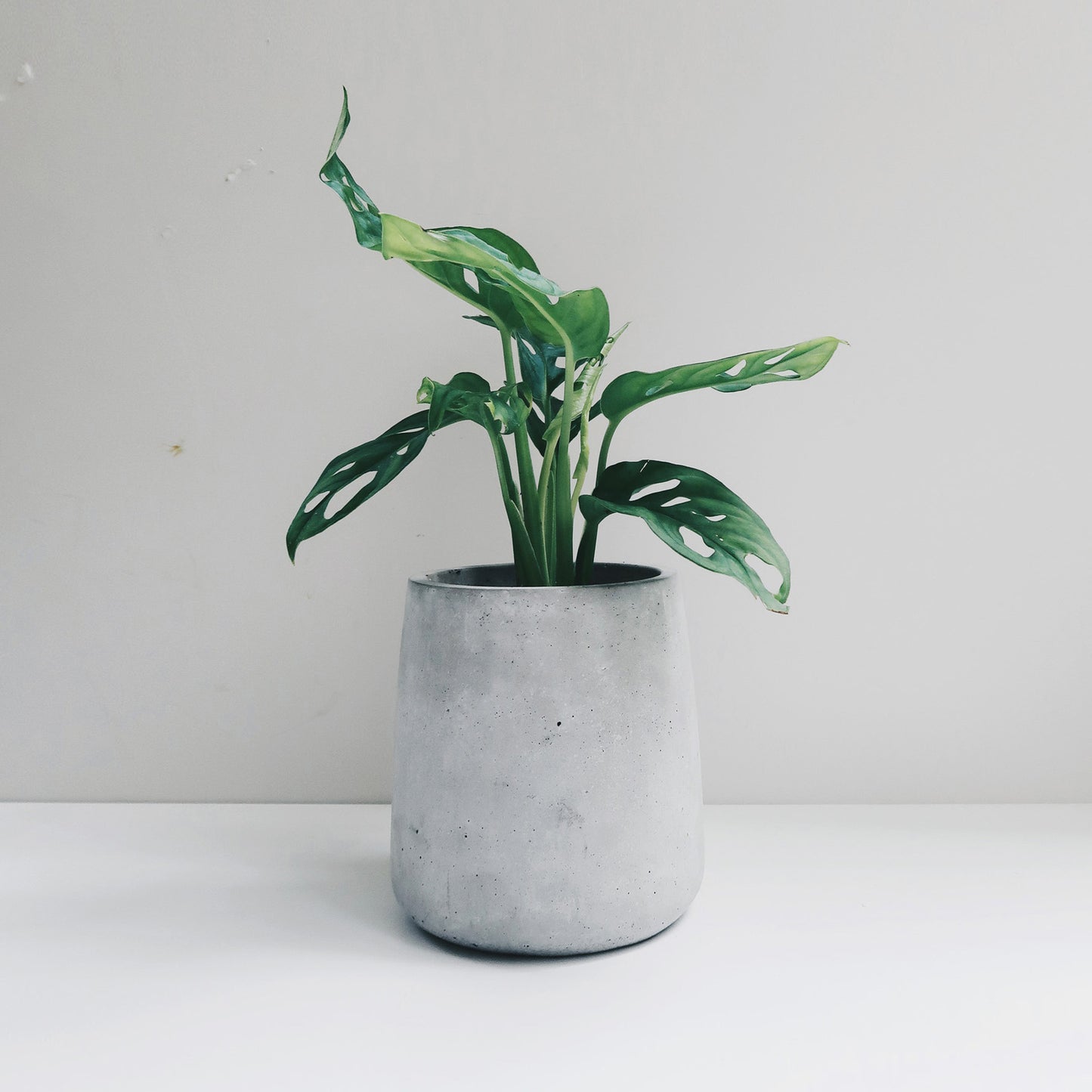 PURE 清水泥|簡約圓弧錐形水泥盆器・花盆・花器