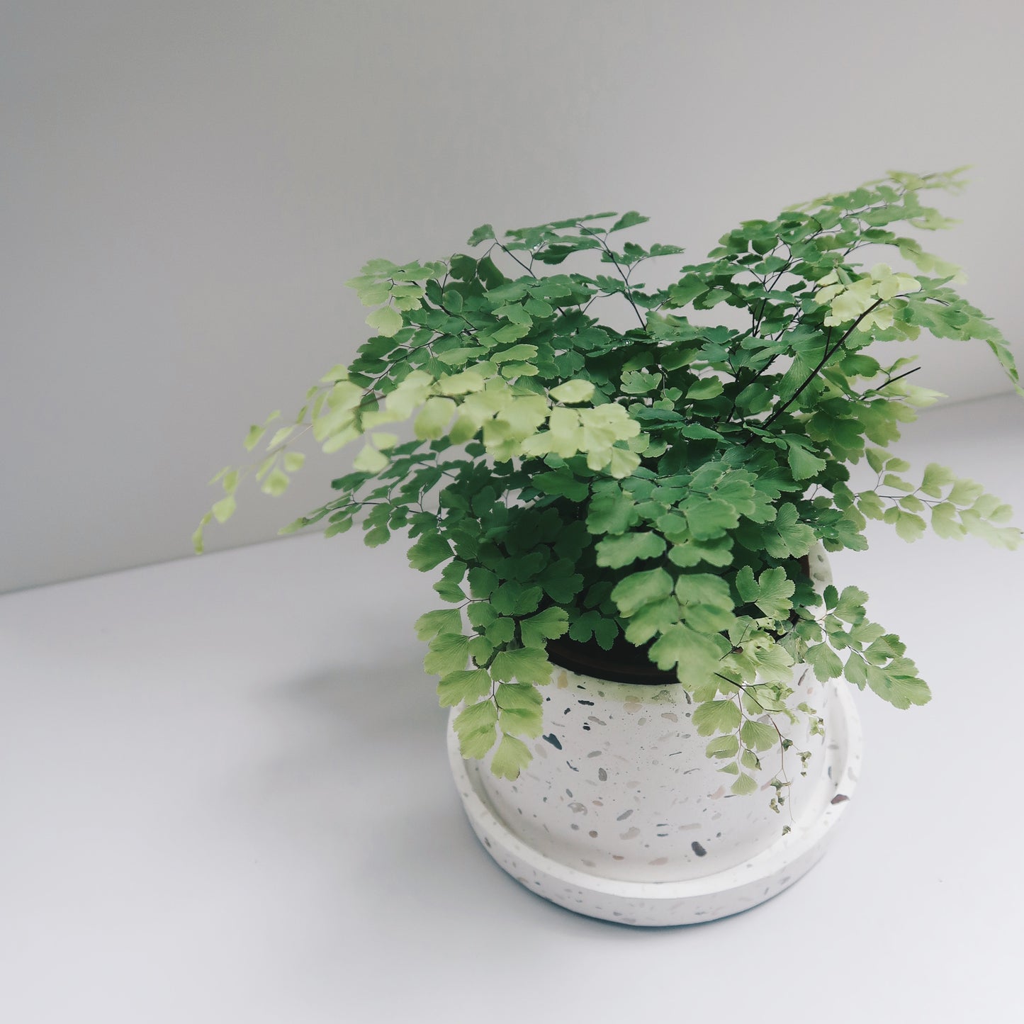 TERRAZZO 磨石子|暮色極簡梯形水泥盆器・花盆・花器