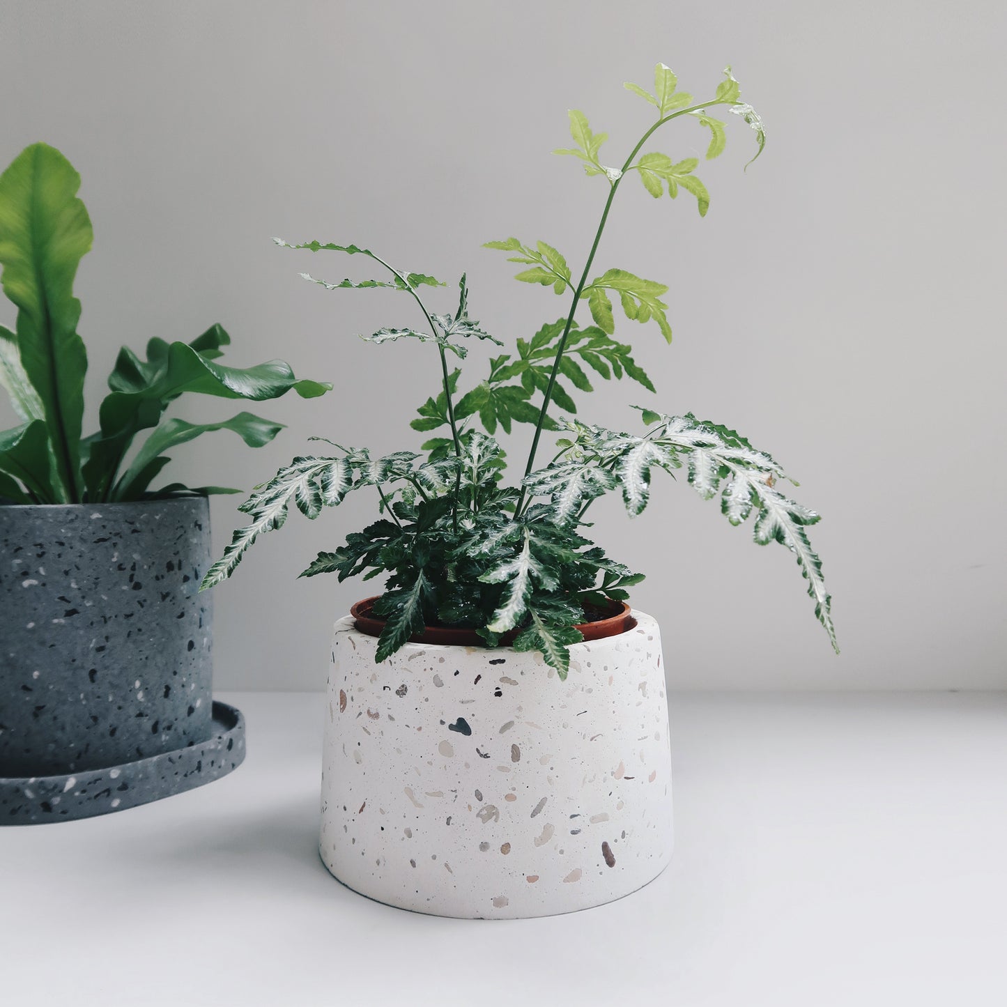 TERRAZZO 磨石子|暮色極簡梯形水泥盆器・花盆・花器