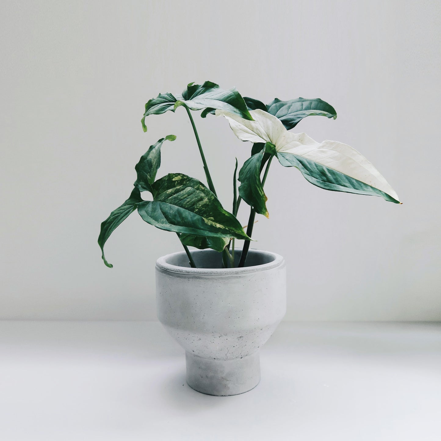 PURE 清水泥|簡約寬口腰身水泥盆器・花盆・花器