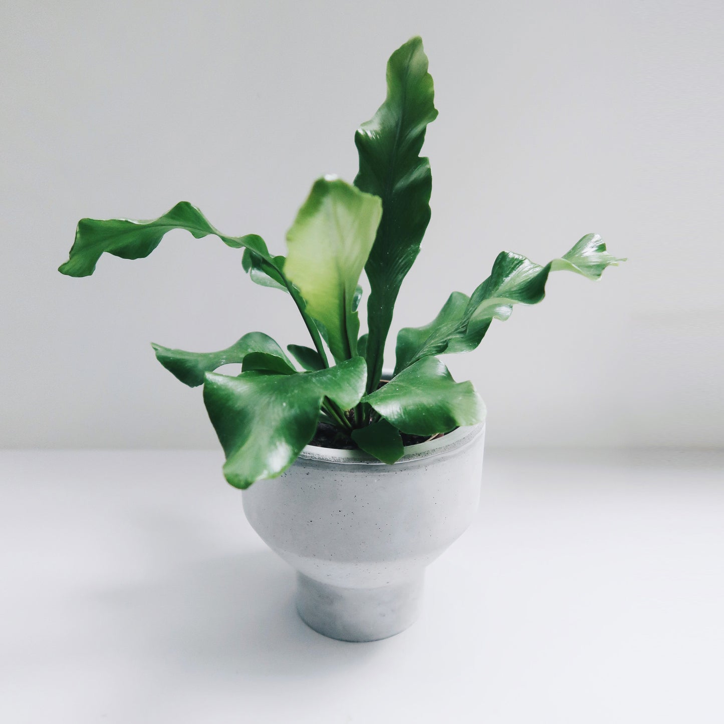 PURE 清水泥|簡約寬口腰身水泥盆器・花盆・花器