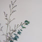 DRIED FLOWERS 乾燥植物｜尤加利葉 x 卡斯比亞乾燥花束 / 花材 / 擺飾